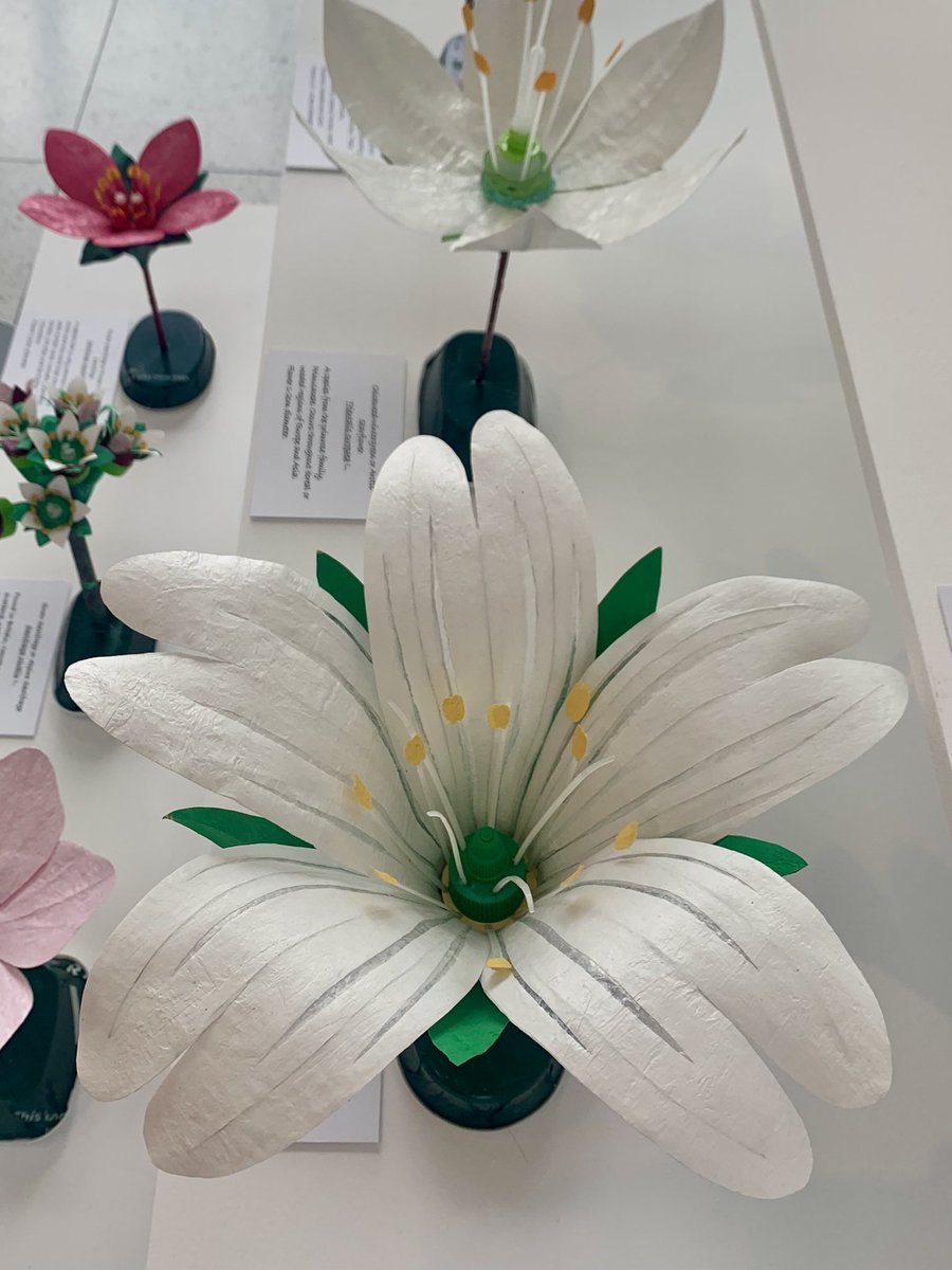 ‘Theatre of Devotions’ <a href="/GalleryOldham/">GalleryOldham</a> 
These and other works by myself are on display at Gallery Oldham until 7th October #botanicalmodels #sculptureexhibition #endangeredspecies #artfromwaste #recycledart #endangeredplants #endangeredspecies #rareflowers #climatechange