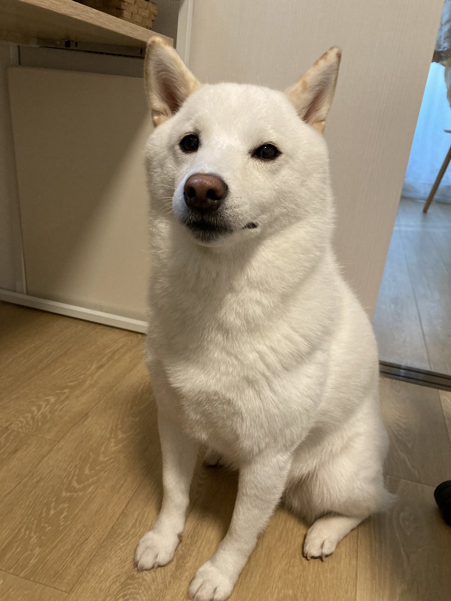 yukimi_shiba's tweet photo. おいで！だと無視するけど、みてみて！って言うとなぜか近くにきてくれるいぬぴ
「みてみて！ネイル変えたの！」とか言っても来てくれるから女友達と暮らしてるみたいで最高 https://t.co/25PJaYpLBR