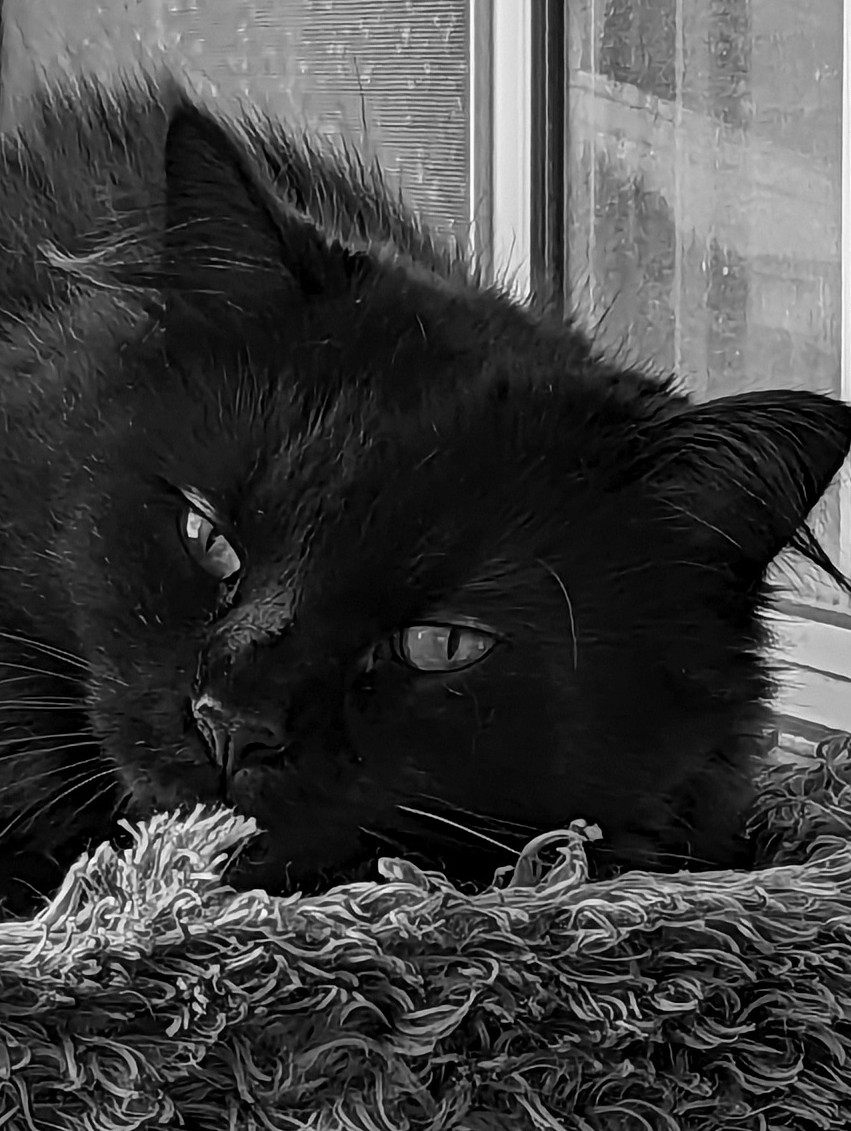 Jackson The Cat tweet media