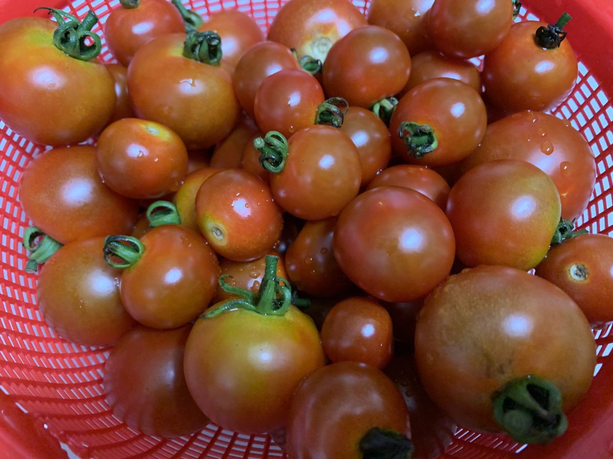 a_mefarm's tweet photo. トマト🍅収穫です😍✨
宝石みたい😋💎
畑の宝石だね、トマトは🍅 https://t.co/9Dp33FcO1Z