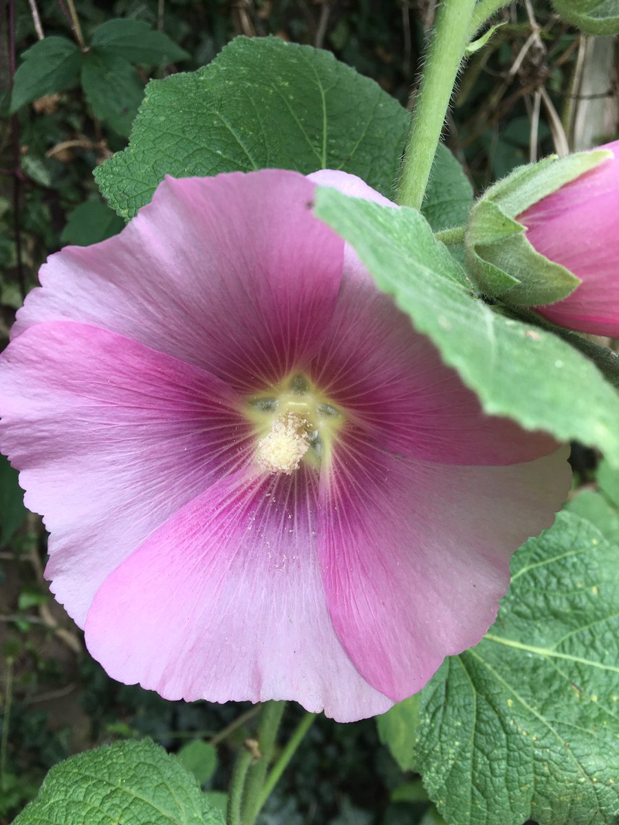Sarahflowers50's tweet image. Good morning. A 3.30am start this morning getting my son and friends up and out for 4.30. Off to RIAT. Loving the stripe on these Hollyhocks. 
Happy Saturday 🥱 
#GardeningTwitter #gardens #earlystart