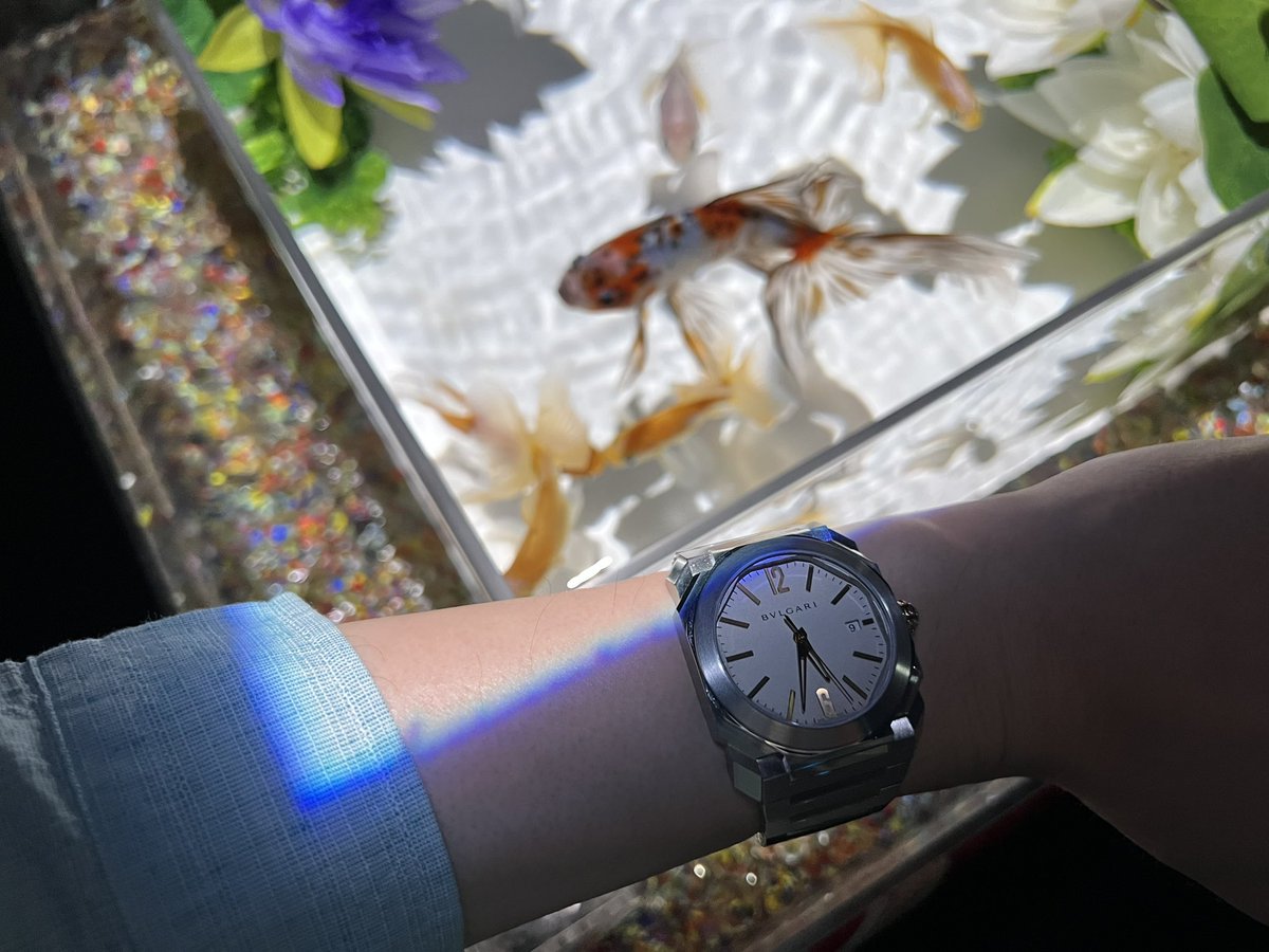 MJkopYY's tweet photo. 銀座三越のアートアクアリウム。
金魚って、なんとも言えない妖艶さがありますよね。
まぁ、写真のピントは時計の方に合わせてるんですが（笑）

#アートアクアリウム
#金魚
#腕時計
#Bvlgari
#Octo https://t.co/glsa9xxKWl
