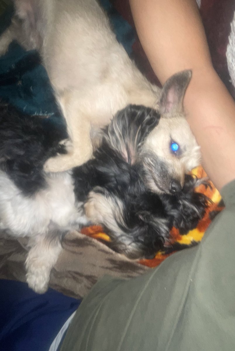 itsizzyman's tweet photo. Mimi time https://t.co/qOwEDz1LXS