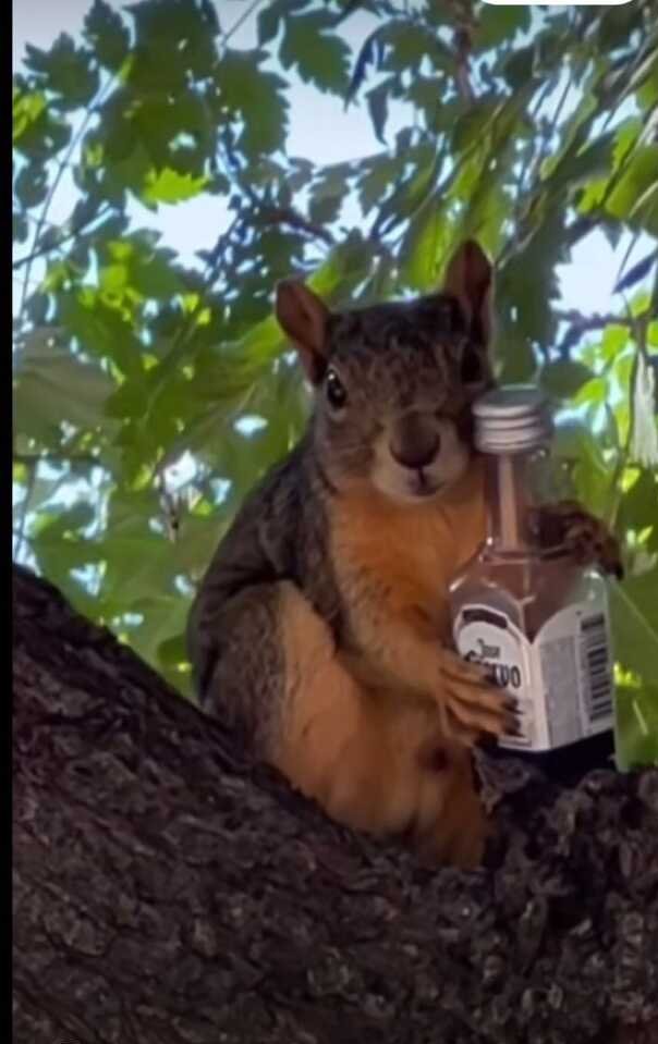 Caught in the Act: This Squirrel's Secret to Staying Warm in Winter! 🐿️🥃 
#NatureGoneWild #SquirrelShenanigans