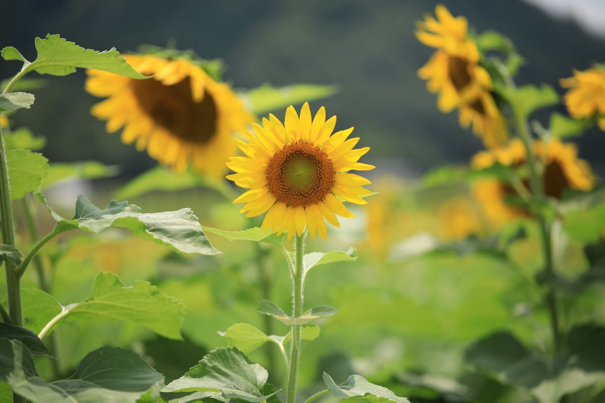 pr99raw's tweet photo. Tweet of sunflower🌻 https://t.co/vbo8IcujMw
