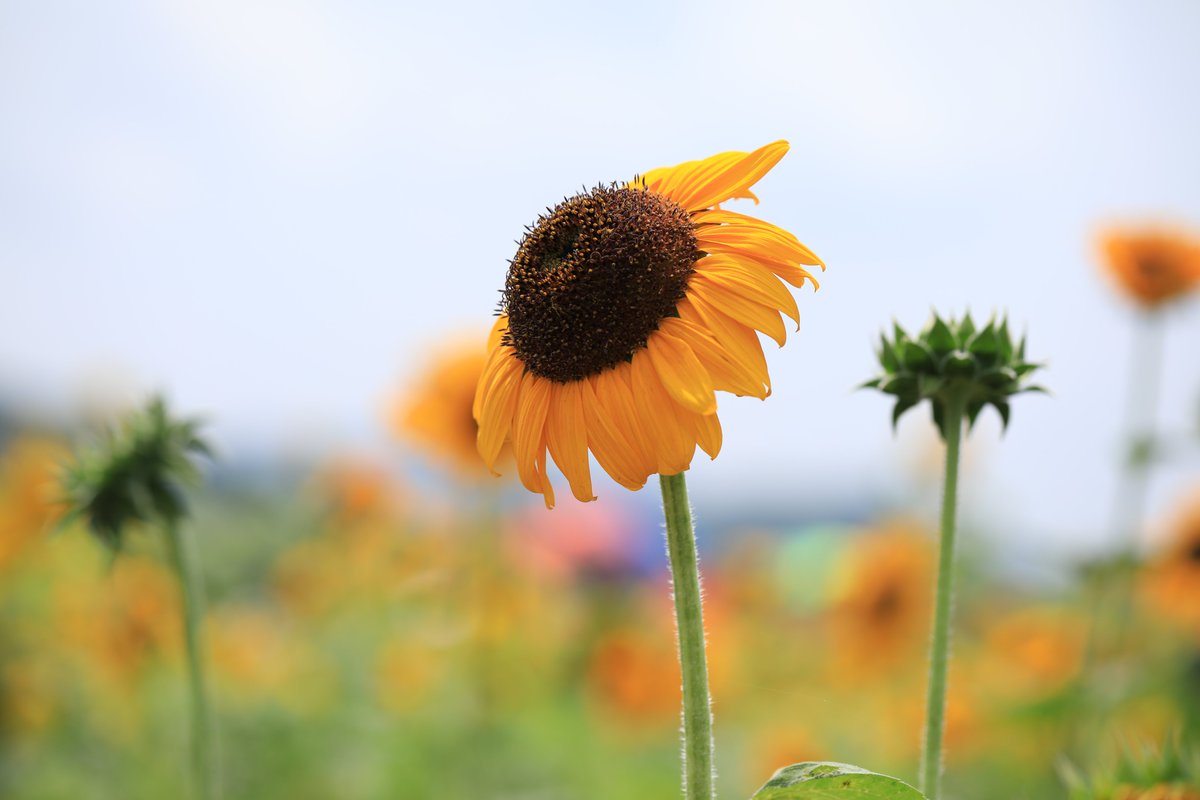 pr99raw's tweet photo. Tweet of sunflower🌻 https://t.co/vbo8IcujMw