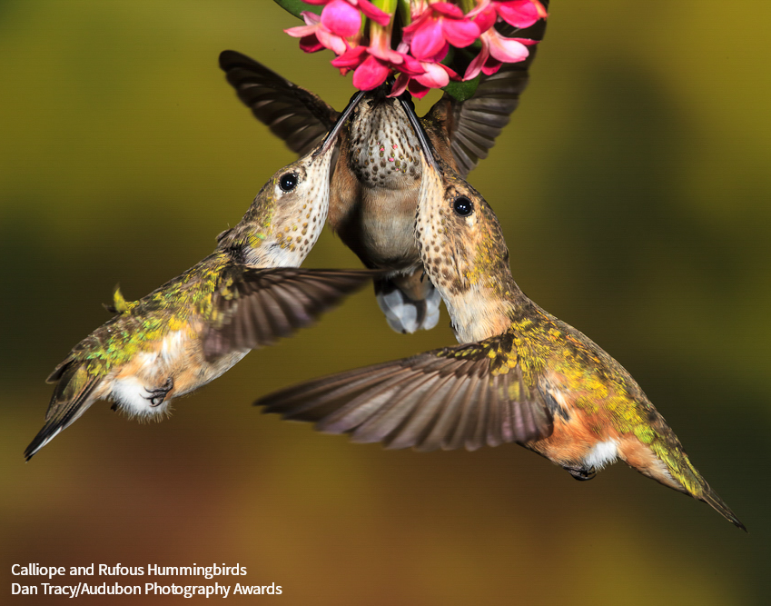 Audubon Society (@audubonsociety) on Twitter photo Did you know Calliope Hummingbirds are the smallest birds in North America? They're about 3 inches long and weigh one-tenth of an ounce. bit.ly/44GlIxL Did you know Calliope Hummingbirds are the smallest birds in North America? They're about 3 inches long and weigh one-tenth of an ounce. bit.ly/44GlIxL