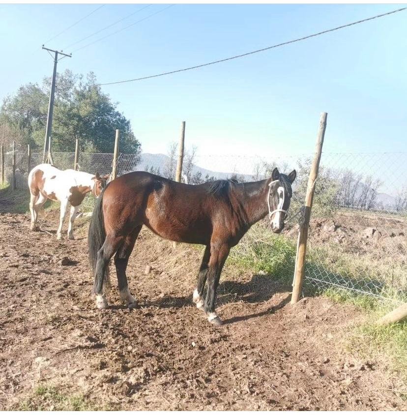 Lyluchi's tweet photo. Alerta por 11 Caballos robados  #abigateo https://t.co/eNtt95r9iV