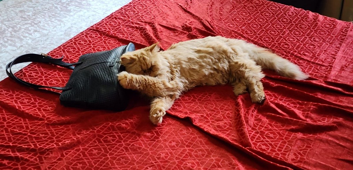 swatigar's tweet photo. The decadent life of #Cats at 730 in the morning
#HowNotToBe
#ReverseMotivation https://t.co/eytNA82M7j