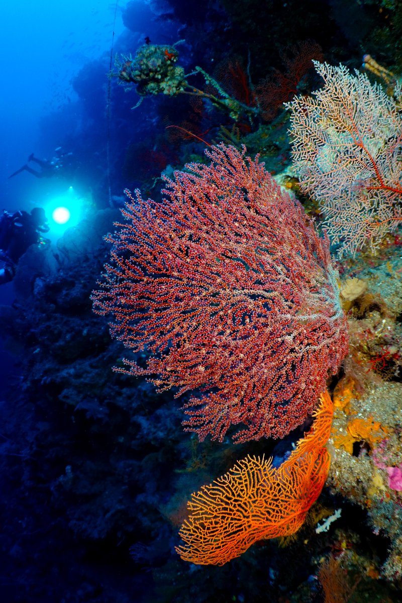 SoniaJRowley's tweet photo. Because Gorgonians (sea fan) Octocorals are Gorgeous @ mesophotic depths 🪸💫🤓
#mmr #mesophotic #gorgonian #octocoral #divesoft #jjccr #trawangandive #mesophoticdiving #rebreatherdiving #Indonesia https://t.co/B5OerpJ1Rb