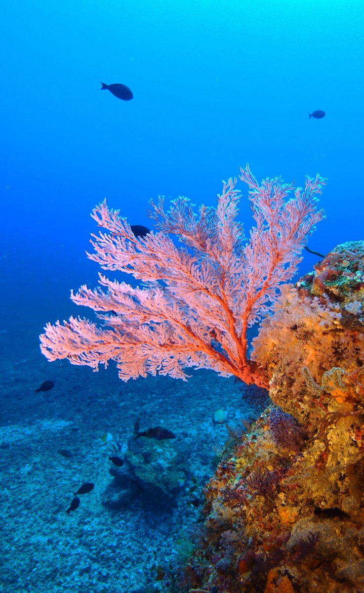 SoniaJRowley's tweet photo. Because Gorgonians (sea fan) Octocorals are Gorgeous @ mesophotic depths 🪸💫🤓
#mmr #mesophotic #gorgonian #octocoral #divesoft #jjccr #trawangandive #mesophoticdiving #rebreatherdiving #Indonesia https://t.co/B5OerpJ1Rb