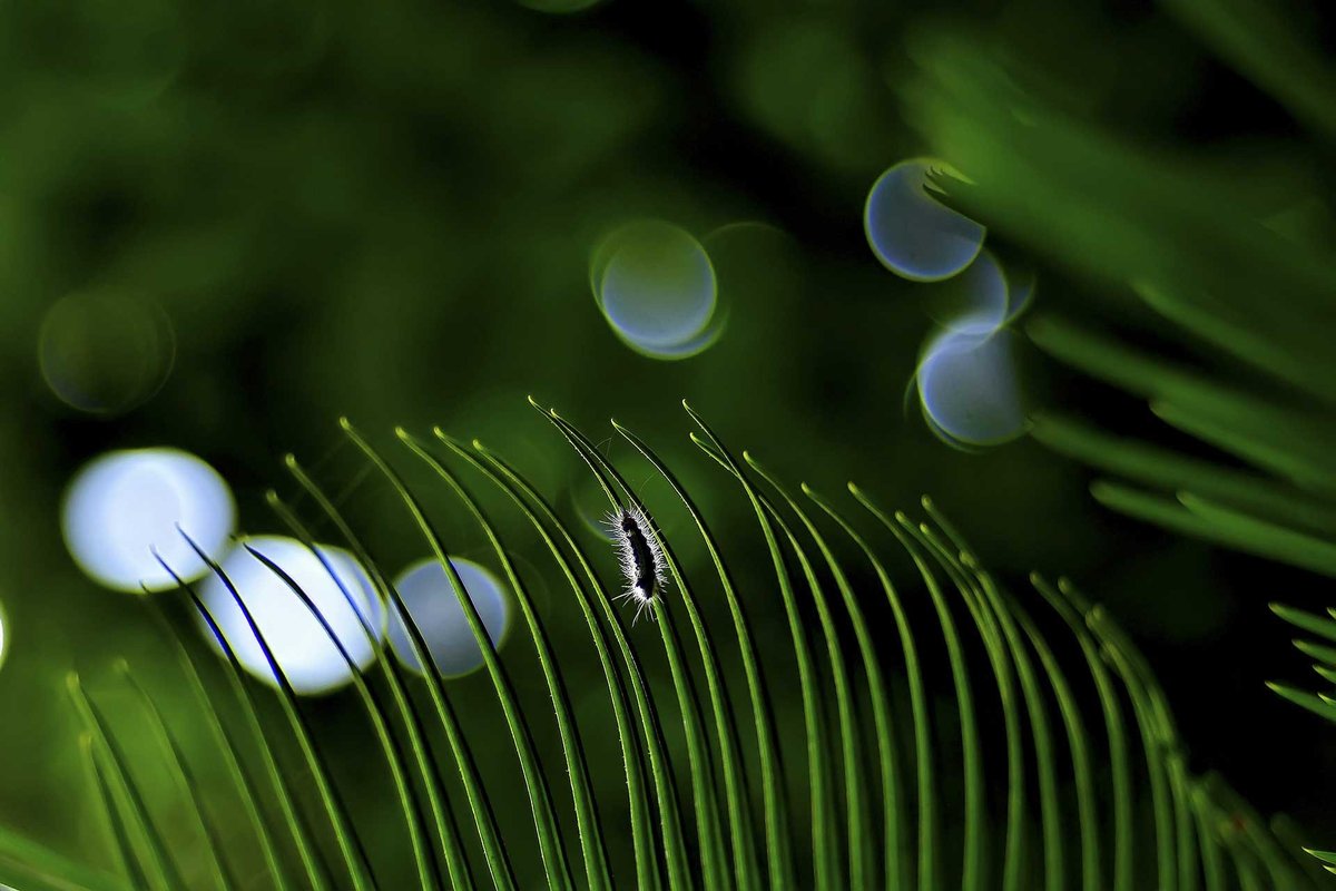 NatureIn_Focus's tweet image. ✨#NiFAwards2022—Winners✨

Swastika Mukherjee
Winner | Young Photographer

With a manual lens, the #photographer managed to create a dramatic rendering of the caterpillar's hair. The backlight was definitely a benefactor.

#Singur, #WestBengal