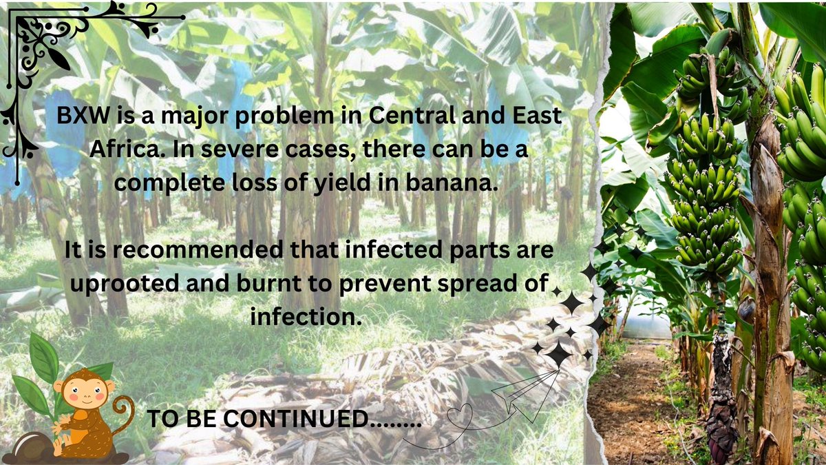 The fourth post of "The Xan' Saga" talks about Banana Xanthomonas Wilt (BXW). This disease causes enormous yield loss in African countries. Read on to know more......

#igem #igem2023 #science #biology #agriculture #phytopathogen #bacteria #Xanthomonas #banana