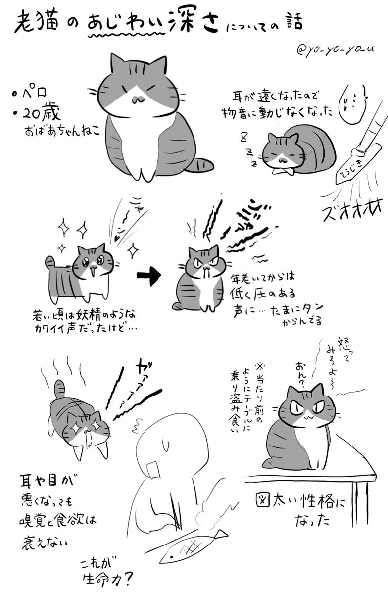 子猫も可愛いけど老猫もいいぞって話 いつかまとめたい