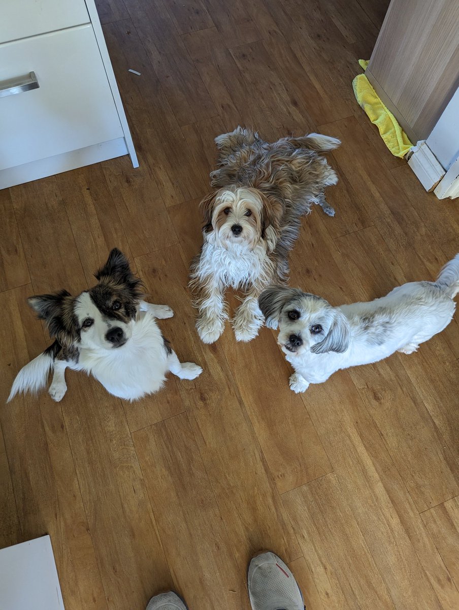 upwardsdecline's tweet photo. @dogeofficialceo I have food... https://t.co/IqxGINBnw4