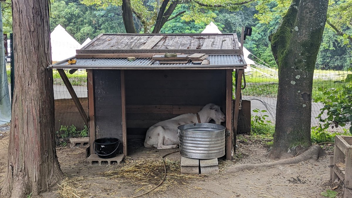 tami_frd's tweet image. おはようございます、ヘルマさん
#ときたまひみつきち
#COMORIVER #コモリバ