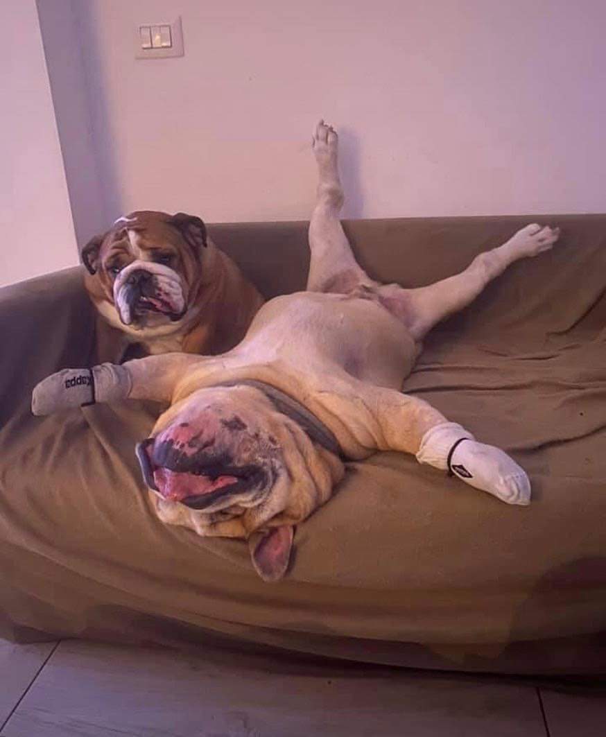 DaKo_77_'s tweet photo. Yo intentando levantarme temprano e ir al gimnasio 😂🥰 ❤️❤️ https://t.co/7G5xWokTmN