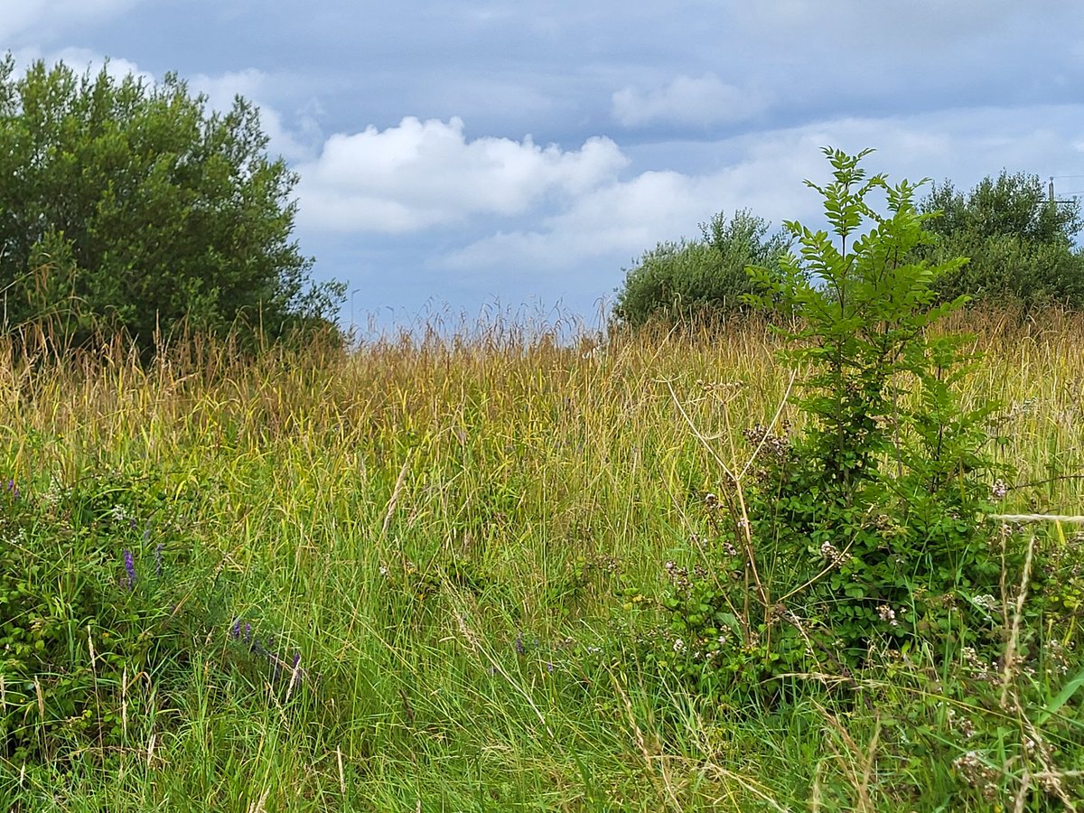 IrishRainforest's tweet photo. Once you start looking, all around you'll see examples of rewilding not by design ... but neglect.

This piece of disused land in Sligo town, for eg, is just heaving with wildflowers, grasses, self-seeded trees, butterflies and birdsong.

Why can't we actually *choose* this? https://t.co/7xDjLOPqFT