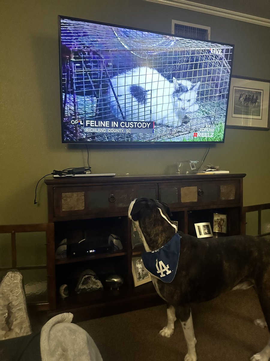 Duder is looking for the kitty cat!!
#OPNation  #OPLive #Dodgers #DogsOfTwitter #Boxers