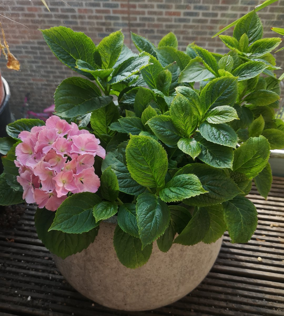 ljboothman's tweet photo. Highgate Horticultural Society *Summer Show* Saturday 22 July 2-4.30pm. United Reform Church, Pond Square, Highgate N66BA. Beautiful flowers, veg, fruits, kids classes. Tea &amp; cake, stalls, raffle. Entry info at https://t.co/8MlRcOaNi3
@HighgateHortSoc
@NewJournal
@HamandHigh https://t.co/FBaADFkK0M