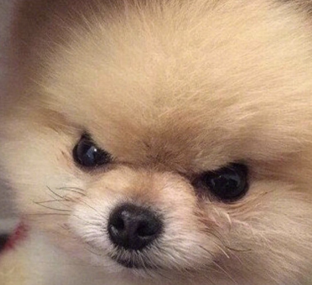 mintboxian's tweet photo. this is the part when op said baekhyun looked like this puppy at the ending 😭😭😭😭 https://t.co/9a1j1kNo1q