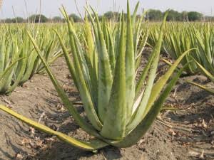 aloe vera plant hair mask Aloe Vera Hair Gel