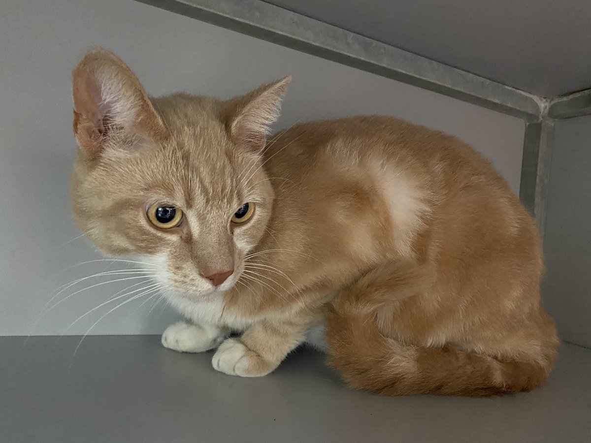 In deze periode van het jaar is het extra moeilijk om n liefdevol geschikt thuis te vinden voor de katten-kids. Bel ons als u n kat zoekt en we kijken samen of we de kat hebben die u zoekt. Jong of volwassen, dapper of onzeker, poes of kater, 1 of 2: bel ons 10-12u RT ;)