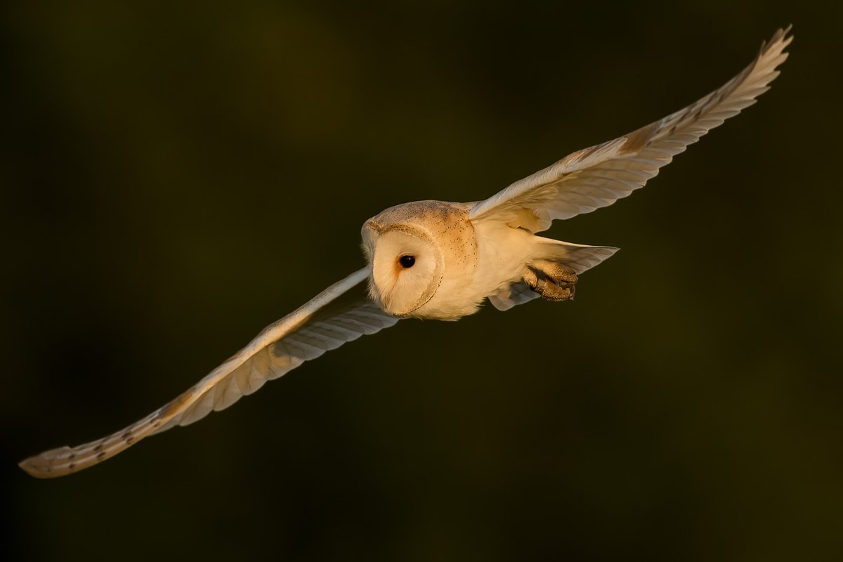 pfmulligan's tweet photo. A Barn Owl from earlier this week in some pinging light @teesbirds1 https://t.co/eixPWX9ebt