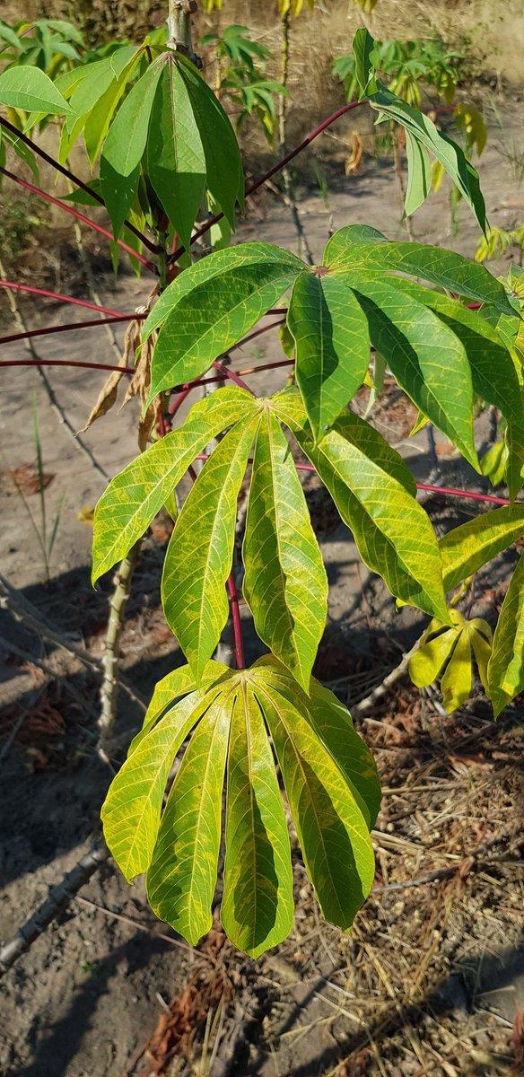 Samar Sheat, Ph.D.🌿 tweet media