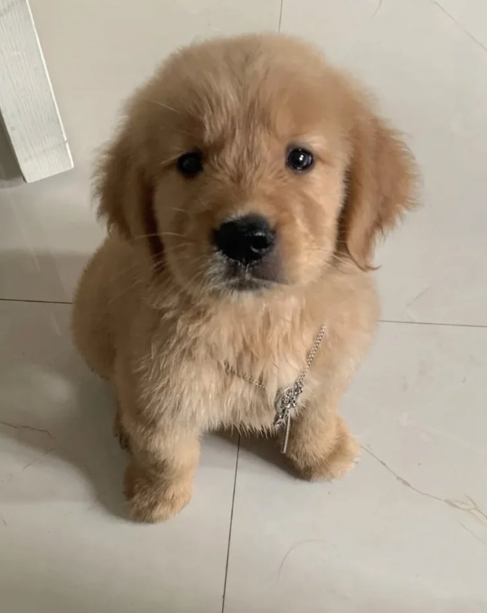 ไม่มีทิชชุ่ให้กัดเล่นแล้วหนอ