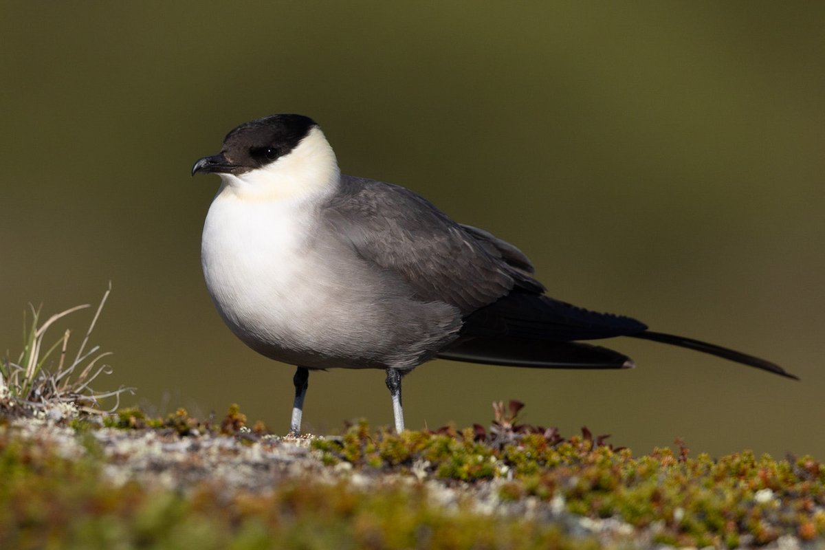 Long Tailed Skua, Karigasniemi, Finland, June 2023. These were one of my favourite birds of the Arctic. Lots of attitude.