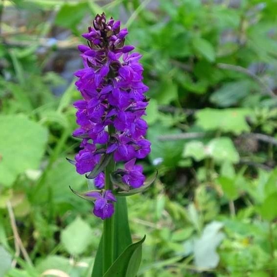 🟣 Akdağmadeni ilçemiz ormanlarında 13 cinse ait 40 salep orkidesinin bulunduğunu belirten Yozgat Bozok Üniversitesi Öğretim Üyesi Dr.Tuğba Kılıç,  yetişen 40 salep orkidesi içerisinde 16’sının salep yapımında kullandığını ifade ederek 11 türün tespit edildiğini söyledi.