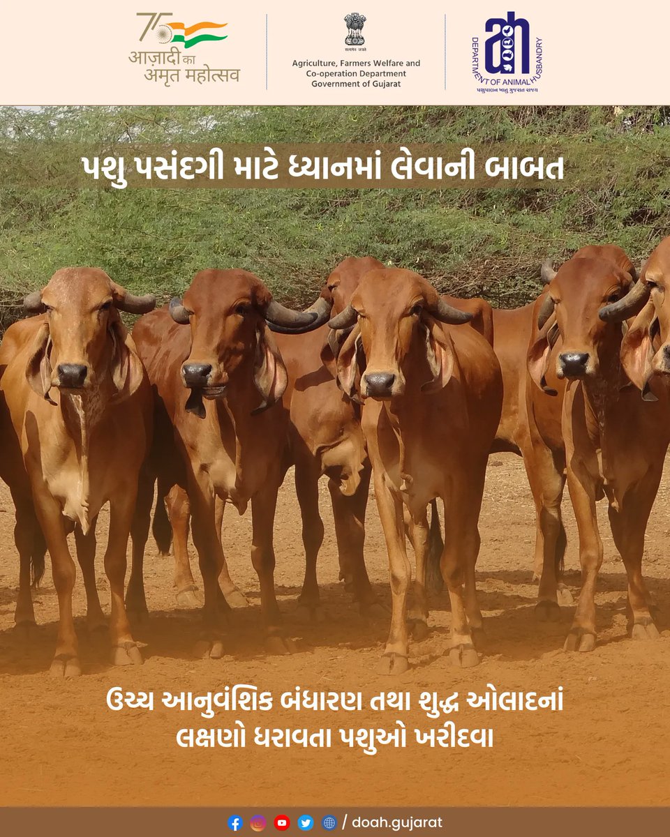 DoahGujarat's tweet photo. પશુ પસંદગી માટે ધ્યાનમાં લેવાની બાબત 

@Min_FAHD @posolanki @RaghavjiPatel 

#doah #departmentofanimalhusbandry #gujarat #animal #animals #gujaratinformation #governmentofgujarat #pashupalak  #profitableanimalhusbandry #Choiceofanimal #purebreed #animalheath #helthcare https://t.co/eFptesgfTn