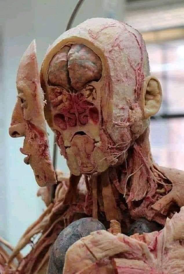 The Almighty said {إِنَّا كُلَّ شَيْءٍ خَلَقْنَاهُ بِقَدَرٍ}

Doctors say: The opening of the larynx has been estimated very accurately, as if it had expanded a little more than it is, the human voice would have disappeared, and if it had narrowed a little more than it was