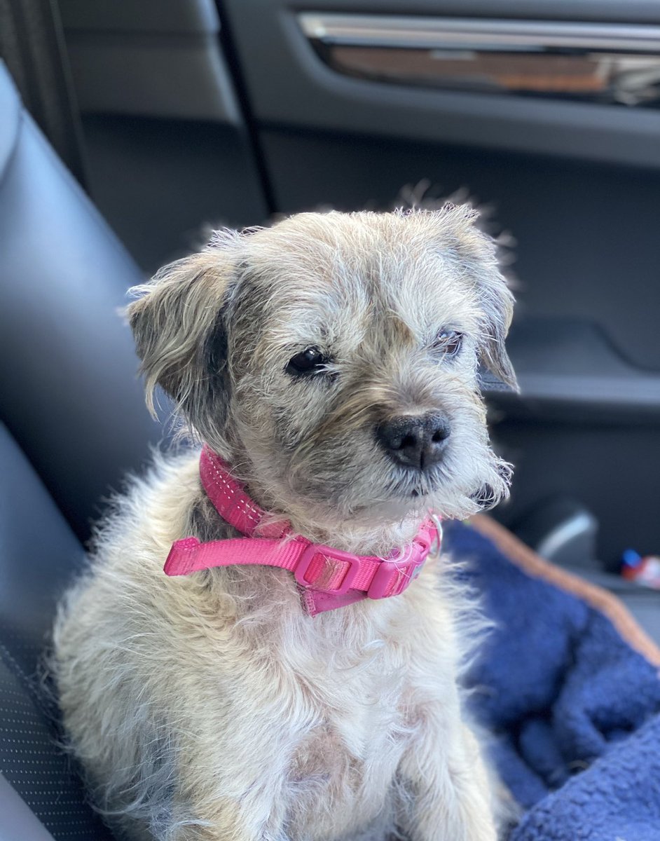 Mollycutedog01's tweet photo. Awww 🥰 #memories #bestdogsEVER https://t.co/diypNjqOqj