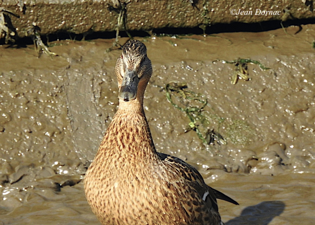 JeanDornac's tweet photo. Dis ! Toi, tu as fini de me regarder crie le canard à mon adresse avec une voix qui ressemble à celle de son cousin Donald... #fini #regarder #crie #canard #voix #ressemble #cousin #Donald #rive #léguer #Lannion #CôteArmor #Bretagne #France https://t.co/9yroIKi2p3
