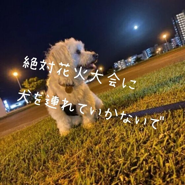 thukinousagi's tweet photo. 花火大会に
動物連れてきている人見ます。
ほんとに
犬の事を考えてますか？ https://t.co/9Y7PJw2ljd