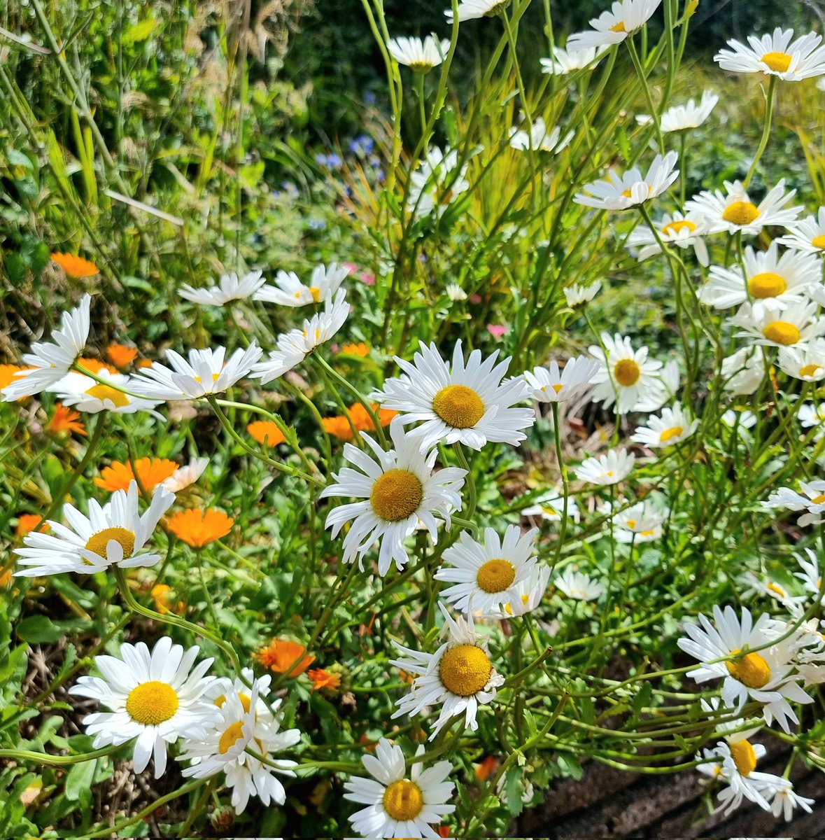 Have a lovely weekend! 🌼🌞🌼

#nature #relax #calmcado