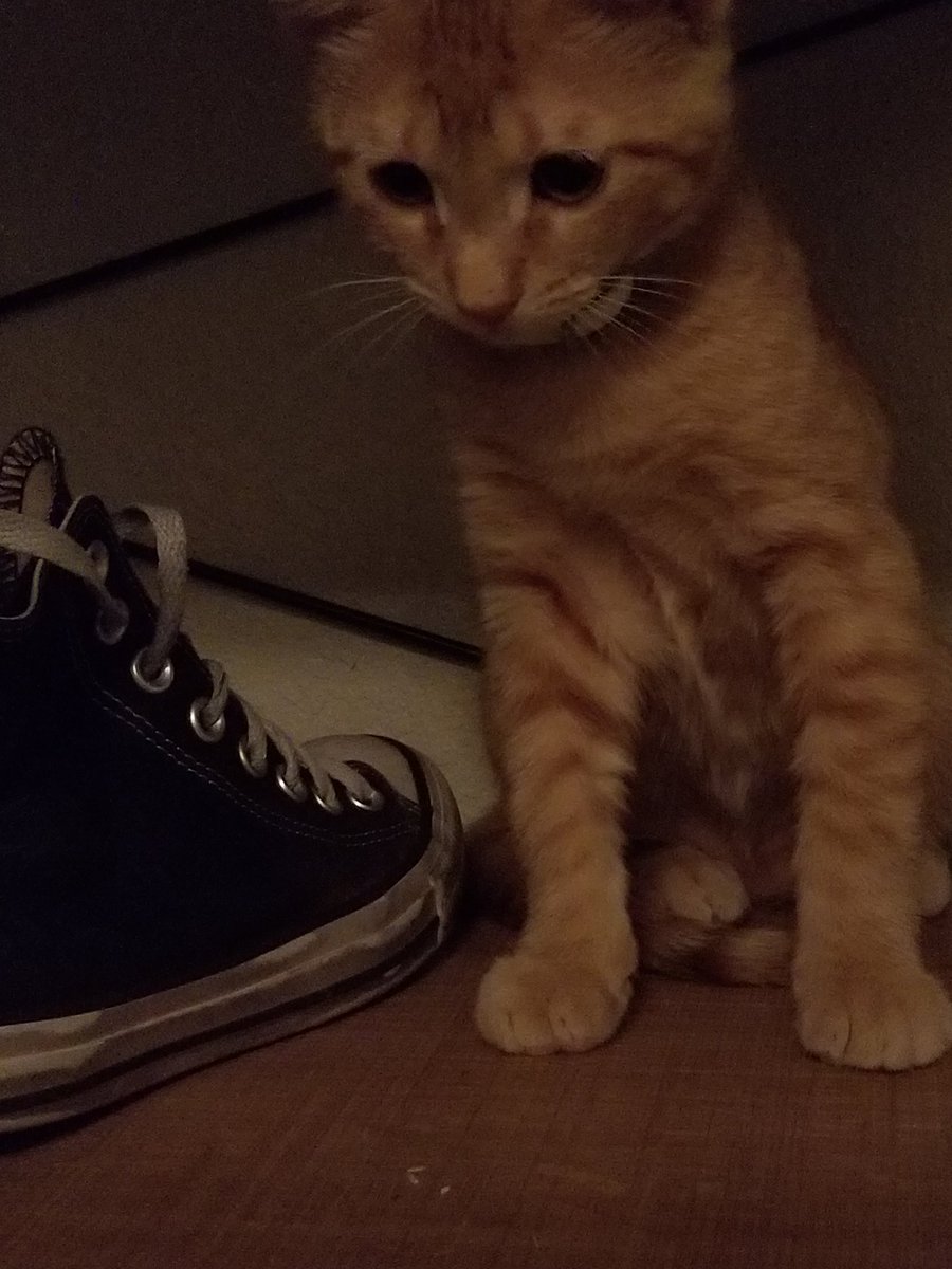 luvezzyfx's tweet photo. haven't really been active here but my sister got a new kitten🩶 https://t.co/K9hIW8V0fB