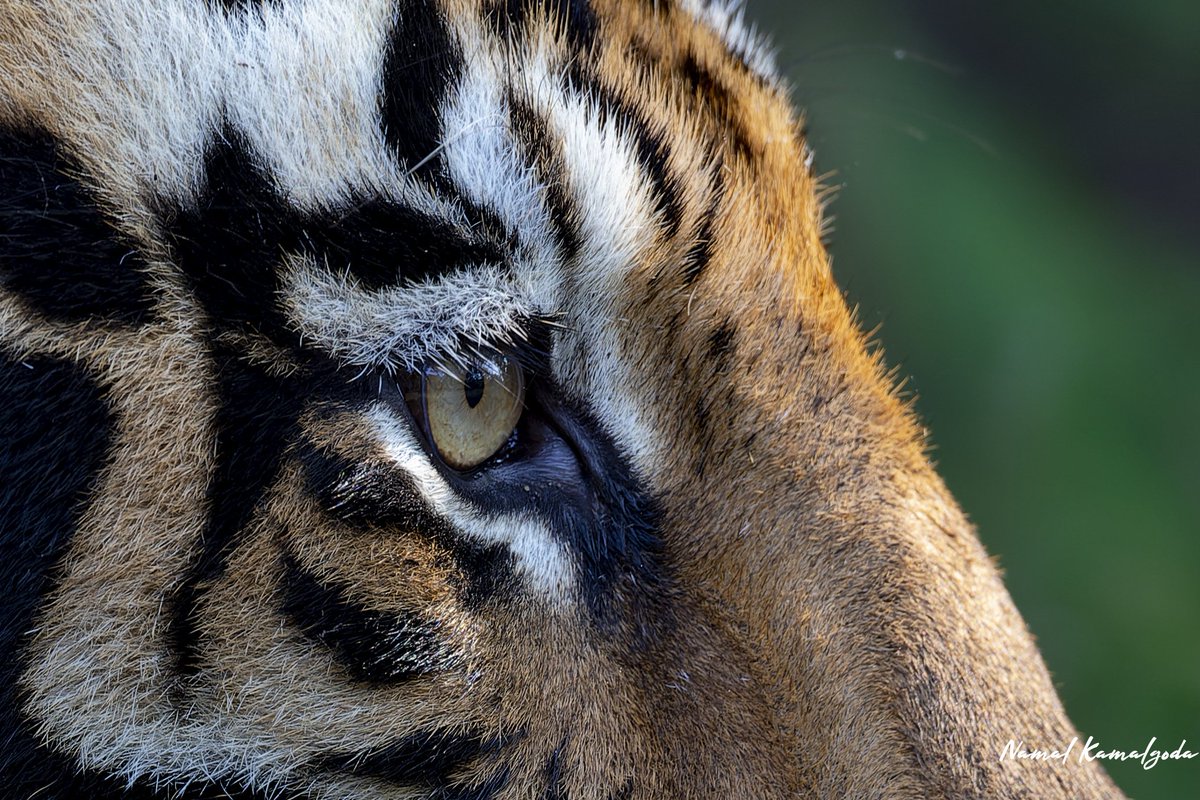 Eye of the tiger. 

#penchtigerreserve
#tiger #bigcat #srilankanwildlifephotographer #zero3images #natgeo #natgeowild #canonwildlife #bigcatsofinstagram #nature #safari #wild #WildlifePhotography #travel