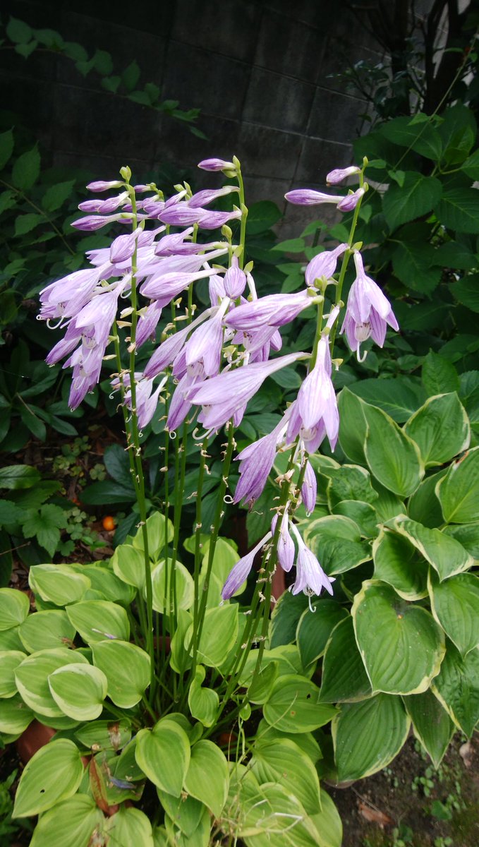 今日のテニスは、蒸し暑く汗が滴り落ち、しんどい練習でした。
試合途中勝ち負けはいいから試合が終わらないかなという思いが頭をかすめた。しかし頑張らねばとやっていると少し楽になりラリーができた。体力不足スタミナ不足以前に比べ落ちてるなー頑張ろ。

女性高額収入 
 taa1341.web.fc2.com/ad3.html