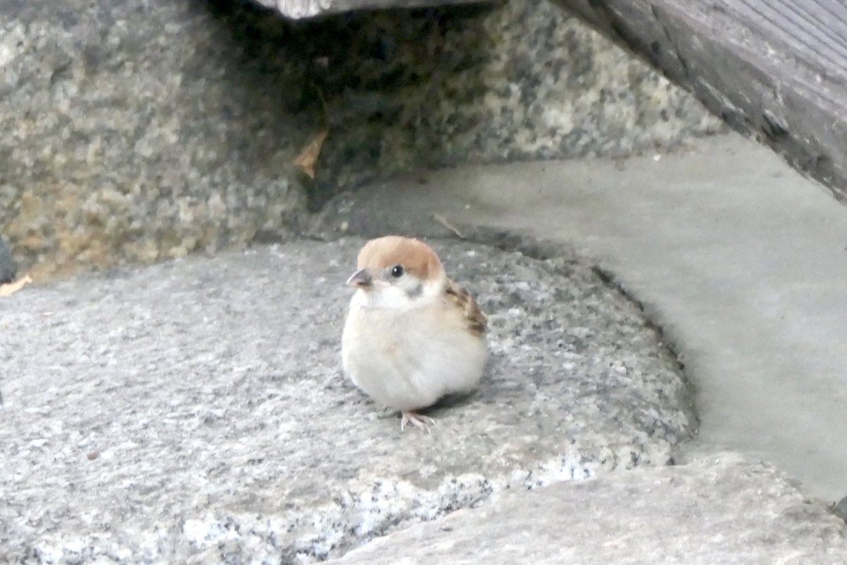 京都のとあるお寺
美人の子チュンちゃん
はんなり

#ちゅん活　#すずめ　#野鳥観察　#鳥好きさんと繋がりたい　#京都
#sparrow #birdwatching #naturelovers #BirdJapan #Kyoto
