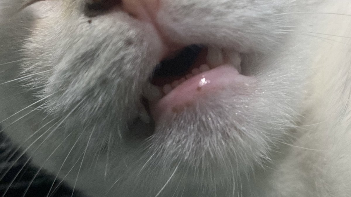 look at how my fucking cat fell asleep 🫠🫠🫠<3 HER TEEFS