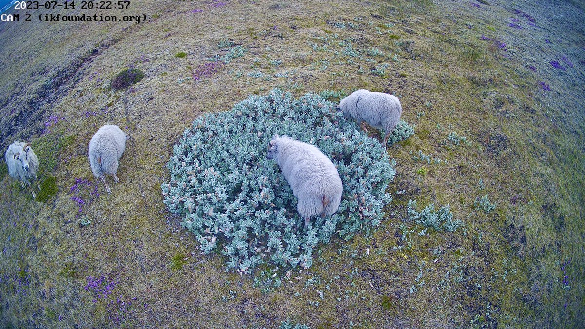 The IK Foundation | The IKWS |🦋@ikws.bsky.social (@theikws) on Twitter photo THE FIELD STATION | SOLANDER’S EYE #Solander250 in #vatnajokullnationalpark <a href="/uni_iceland/">University of Iceland</a> |
The sheep graze the vegetation differently than the wild reindeer. What does this mean for establishing the wild flora in the “young” landscape shaping up as the glacier withdraws?
LIVE THE FIELD STATION | SOLANDER’S EYE #Solander250 in #vatnajokullnationalpark <a href="/uni_iceland/">University of Iceland</a> |
The sheep graze the vegetation differently than the wild reindeer. What does this mean for establishing the wild flora in the “young” landscape shaping up as the glacier withdraws?
LIVE
