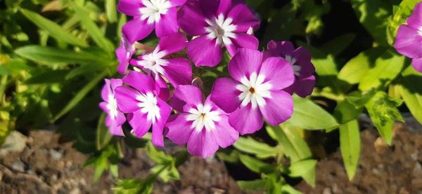 The easiest way to propagate this plant is by division. The appropriate time of division is after the blooming or early fall. Seeds of plant you can sow early in the season, ...read...naturebring.com/grow-garden-ph… #GardenPhlox #Phlox #naturebring #growing #care #propagation