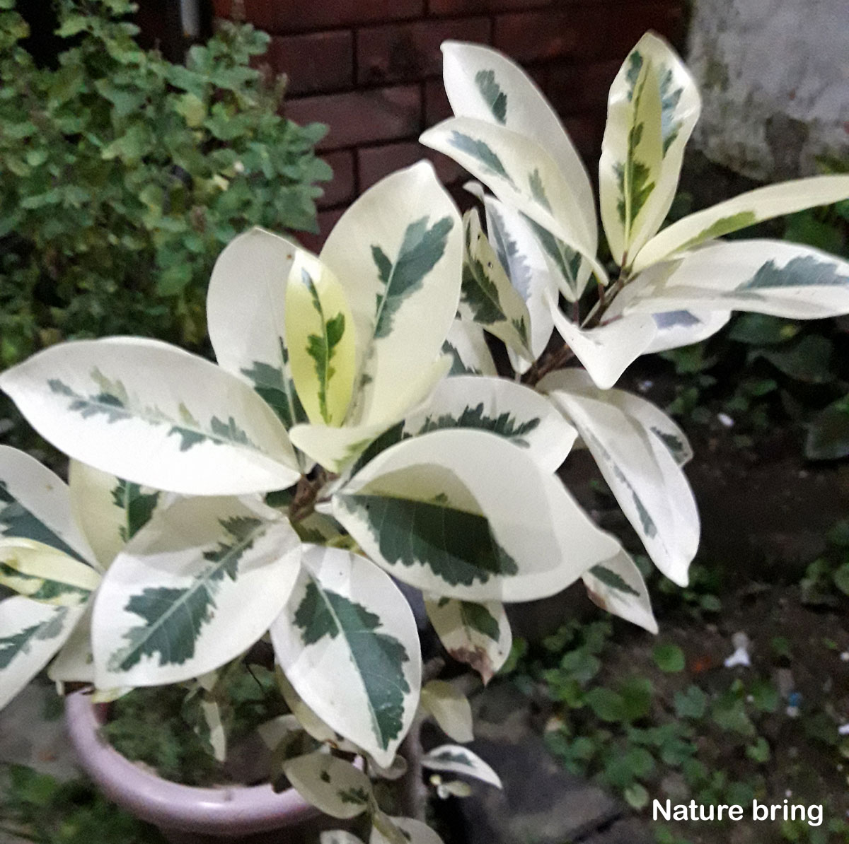 Ficus plants (Ficus benjamina) are not challenging to grow, and most people above beginners can manage to grow them and maintain them quite well. ..read...naturebring.com/ficus-plant-fi… #naturebring #ficusplant #ficusbenjamina #care #ficus #houseplants