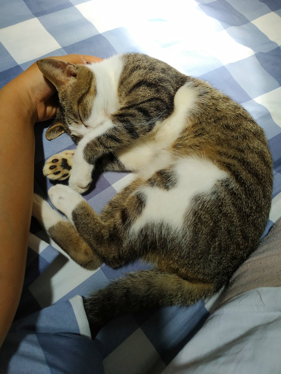 anotherJUNEE_'s tweet photo. punya majikan gini amat yakk 😌
untung sayang 🙃 https://t.co/VxaMBsGbaA