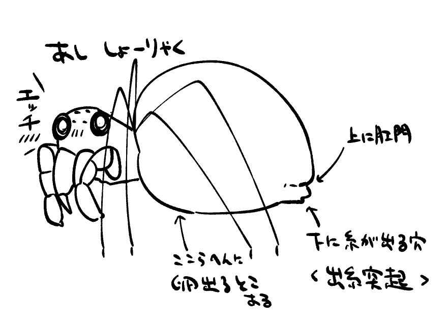 メモ。蜘蛛の糸出るところは肛門の下
