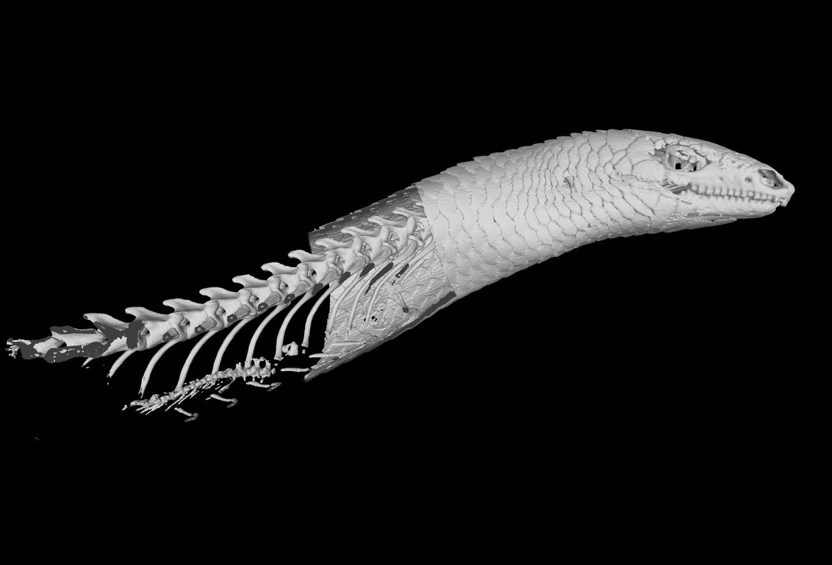 Hi #JMIH23! come see my poster today on cannibalism in a critically endangered lizard!