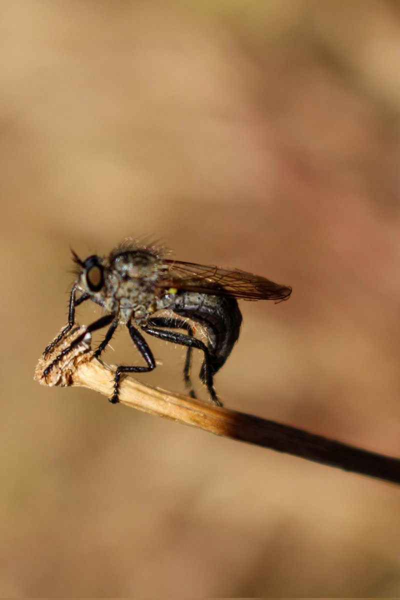 MineEin1's tweet image. Soyguncu sinekler (Robber fly) #Asilidae ailesine aittirler ve dünyanın her yerine dağılmış yaklaşık 6750 türü bulunmaktadır.

#Robberfly #hangitür